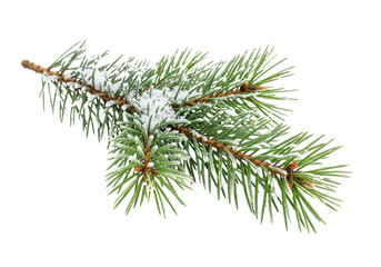 A pine branch with snow isolated on white or transparent background