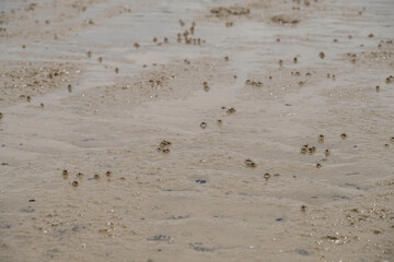 Sand bubbler crab on a beach at Rupat Island, Riau
