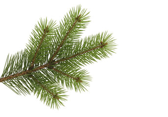 A pine branch isolated on white or transparent background