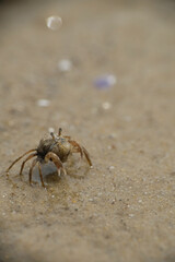 Close-up of sand bubbler crab on a beach at Rupat Island, Riau