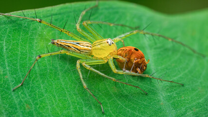 Green lynx spider devouring ladybug on leaf