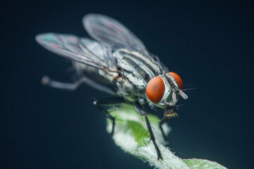 Flesh fly standing on green leaf with dark background