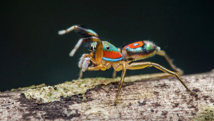 Colorful peacock spider standing on branch in nature © Pawich Sattalerd
