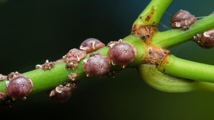 Scale insects infesting green plant stem close-up