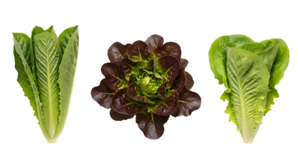 Three leafy green and red lettuces