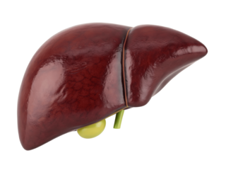 Human liver isolated on transparent background