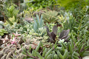 Closeup view of succulent garden arrangement with echeveria, crassula, sedum, kalanchoe and other decorative plants in natural composition. Botanical background texture.