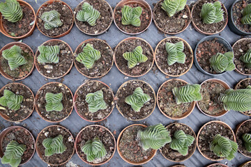 Top view composition of symmetrical succulent plants in brown pots, geometric green foliage, natural decorative arrangement for use in backgrounds, mockups, print or social design.