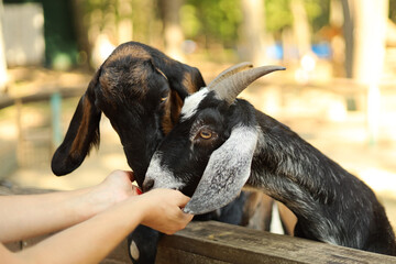 Two goats being hand-fed at a petting zoo