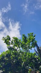 Obraz premium Captivating Sky and Lush Green Foliage A Serene Landscape of Nature's Beauty and Tranquility