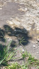 Obraz premium A close-up view of nature's perseverance, showcasing vibrant green grass and its distinct shadow on a dry, textured soil background in the sunlight