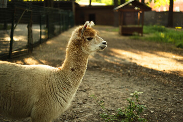 White alpaca standing in a fenced farm enclosure