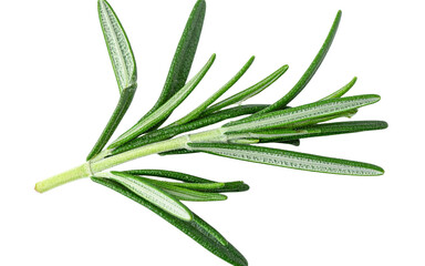 Fototapeta premium - Minimal Single Rosemary Stem on White Background
