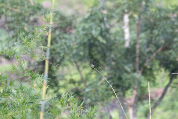 A small, vibrant White rumped Munia perched on a twisting vine. The bird has a dark, which contrast with its lighter greyish body. The background is blurred with lush green.
