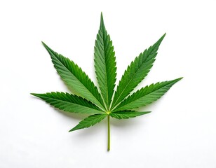 Single cannabis leaf against white
