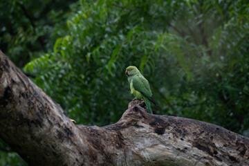 A vibrant green parrot perched on a dry tree branch. The birds bright feather contrast beautifully against the textured bark, with a soft blurred background.