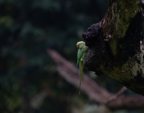 A vibrant green parrot perched on a dry tree branch. The birds bright feather contrast beautifully against the textured bark, with a soft blurred background.
