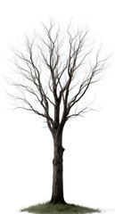 Obraz premium Bare Tree Portrait