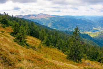 hillside of mountain range with coniferous forest and meadow. view in to the distant rural valley from above. beautiful countryside landscape of transcarpathia in autumn