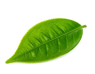 Single tea leaf against white background