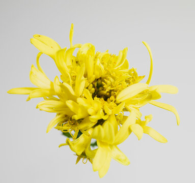 Still life of a chrysanthemum indicum flowering bush used for natural organic cosmetics.