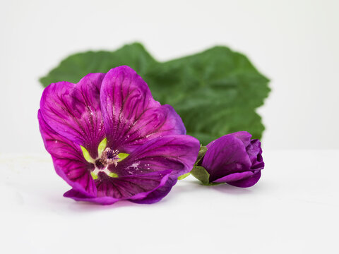 Still life of Malva flowers and including leaves, pedals, pollen and the gynoecium. Malva Sylvestris