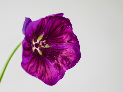 Still life of Malva flowers and including leaves, pedals, pollen and the gynoecium. Malva Sylvestris