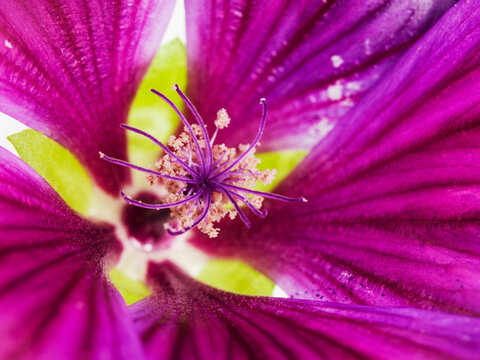 Still life of Malva flowers and including leaves, pedals, pollen and the gynoecium. Malva Sylvestris