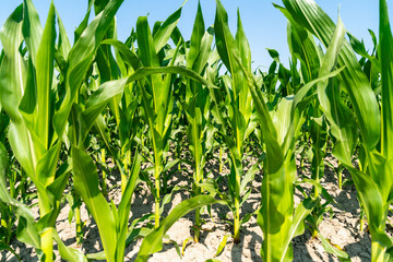 Green corn plants field in rural area during summertime