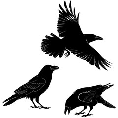 set of silhouettes of birds crow
