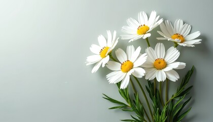 Obraz premium Daisies bouquet in circular arrangement with yellow centers and white petals on gray background. Flowers in perfect harmony creating balanced composition. Bright yellow and white colors stand out.