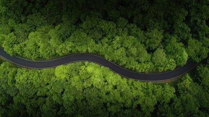 Aerial view of a winding path through dense green forest,