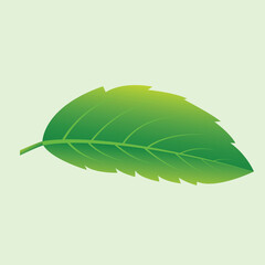 Realstic Naturel Leaf Vector Line Art Illustration