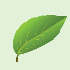 Realstic Naturel Leaf Vector Line Art Illustration
