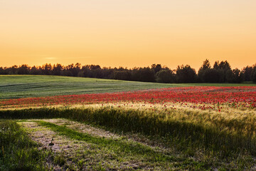 Obraz premium Serene Sunset Field. A tranquil landscape of a grassy field with red poppies