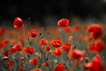 Obraz premium Red poppies in a poppies field. Remembrance or armistice day.