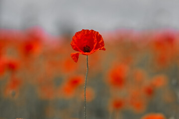 Remembrance day poppy. Red poppies in a poppies field with desaturated background