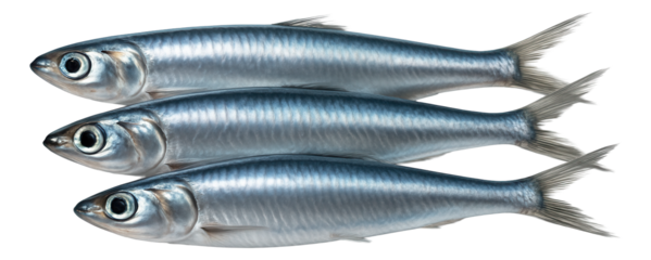 Rectangular stainless steel lunch box with three equal compartments and secure latch closure