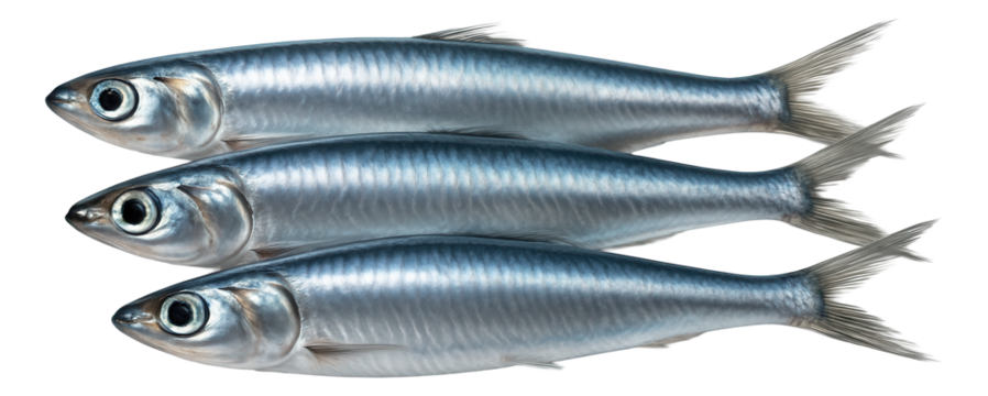 Rectangular stainless steel lunch box with three equal compartments and secure latch closure