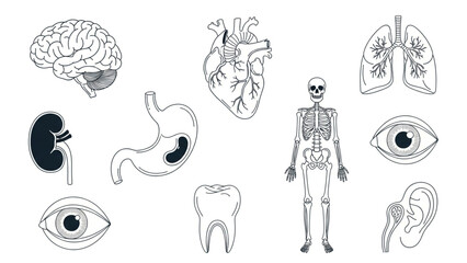Professional medical icons depicting human anatomy including brain heart lungs skeleton stomach kidney eye tooth ear for educational or healthcare presentations