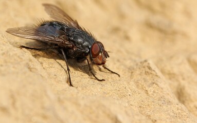 Blowfly, likely a blue bottle fly (genus Calliphora), a common type of fly known for its metallic blue or green body and large compound eyes. 