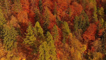 Aerial of autumn forest in Carpathian mountains