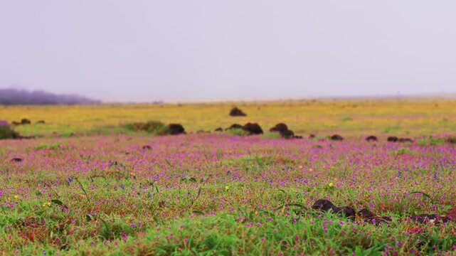 Wide angle video of colorful pink red balsam flowers with purple blue bladder wort flowers which are grown and bloomed on a plateau of western ghats of India. These blooms during monsoon rainy season.