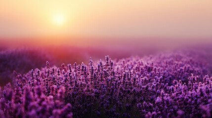 Fototapeta premium Close up of purple lavender flowers in bloom against a hazy sunset sky with soft light