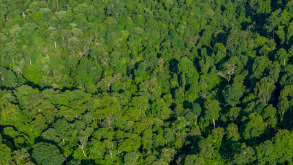 Aerial view of dense tropical rainforest with lush green foliage, showcasing untouched biodiversity and rich ecosystem ideal for environmental, conservation, and nature-related content.