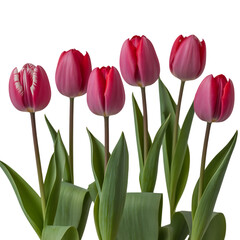 Six Pink Tulips with Green Leaves on Black Background flowers red tulips