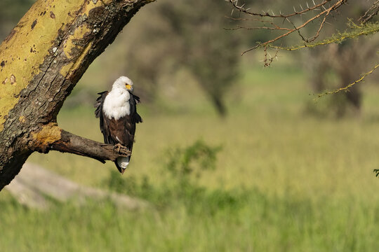 View of a majestic African fish eagle perched on a branch of a yellow fever tree, set against a backdrop of green grassland, Seronera, Mara Region, Tanzania.