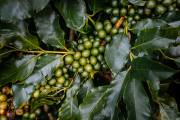 Coffee bean berry plant fresh seed coffee tree growth in green eco organic farm. Close up red ripe seed robusta arabica berries harvest for coffee garden. Fresh coffee bean green leaf bush