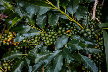 Coffee bean berry plant fresh seed coffee tree growth in green eco organic farm. Close up red ripe seed robusta arabica berries harvest for coffee garden. Fresh coffee bean green leaf bush