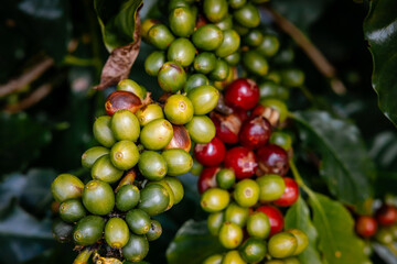 Coffee bean berry plant fresh seed coffee tree growth in green eco organic farm. Close up red ripe seed robusta arabica berries harvest for coffee garden. Fresh coffee bean green leaf bush